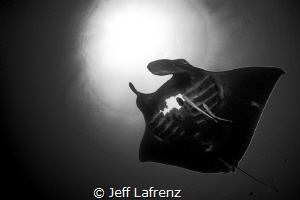 Grace and beauty in motion.  A large black Manta ray. by Jeff Lafrenz 
